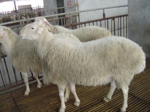 小尾寒羊养殖效益分析