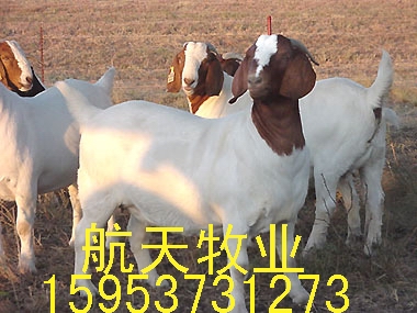 江西省哪里有波尔山羊卖