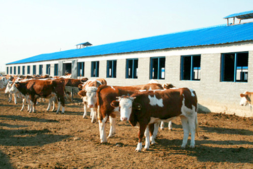 贵州省肉牛养殖场|2015年贵州肉牛价格