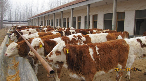 云南省肉牛养殖场|2015云南肉牛价格