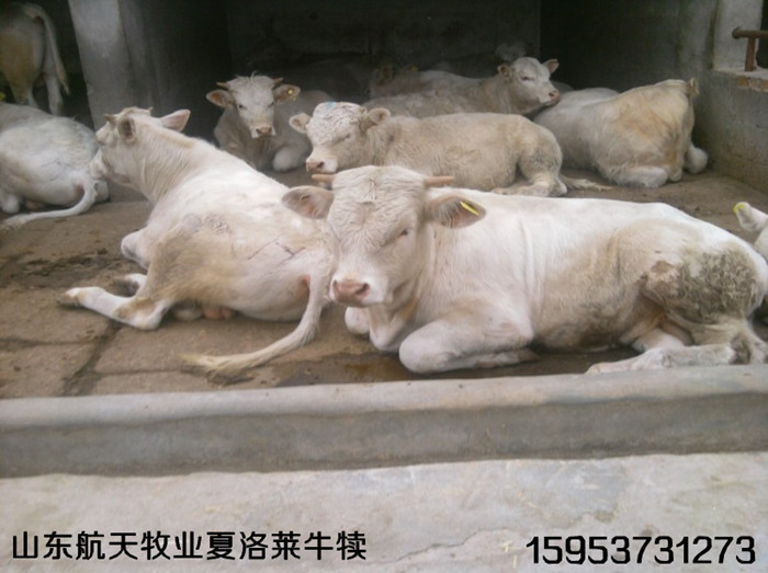 云南省肉牛养殖场|2015云南肉牛价格