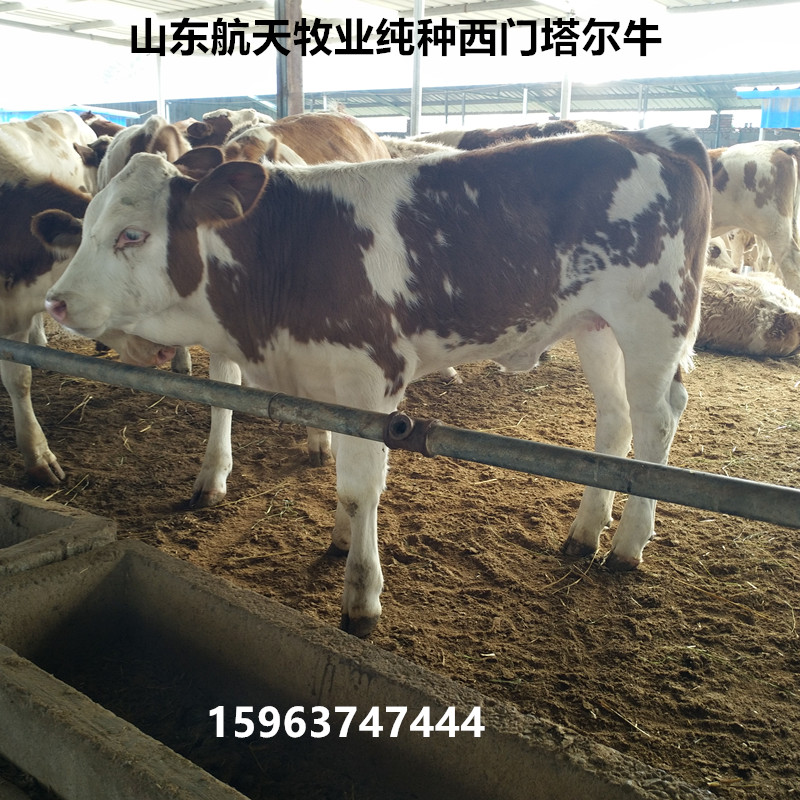 贵州肉牛养殖场,肉牛犊养殖饲料配方