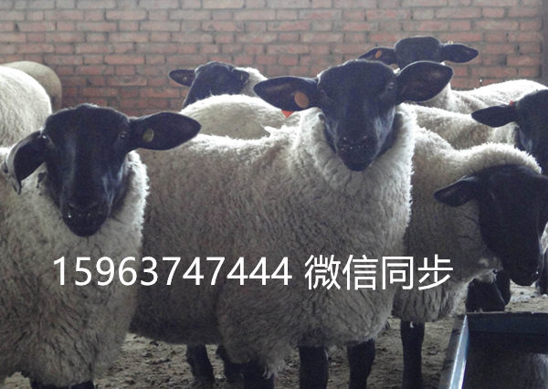 萨福克羊养殖场,萨福克羊价格